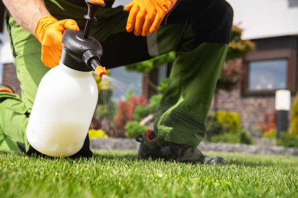 Best Flea Control Services  in Long Beach, CA