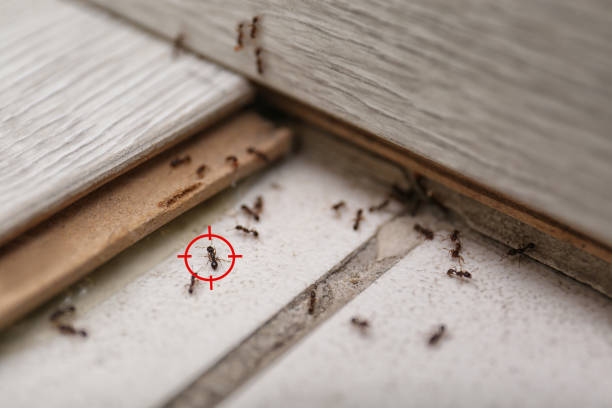  Long Beach, CA Pest Control Pros