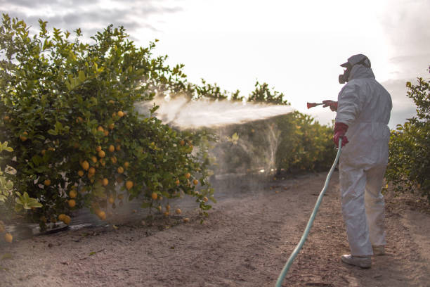 Best Pest Control Near Me in Long Beach, CA