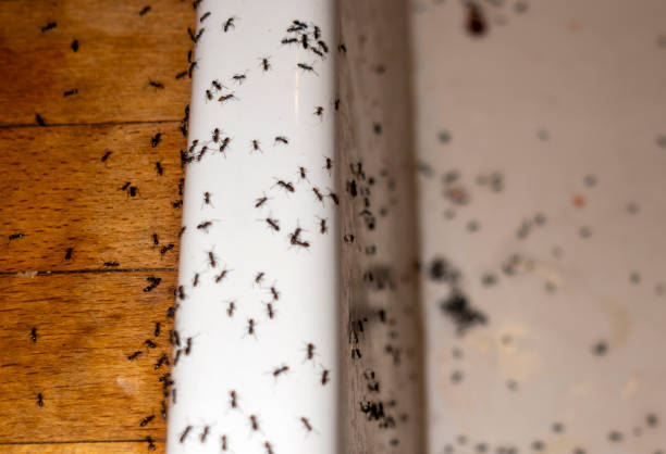 Best Best Pest Control Companies  in Long Beach, CA