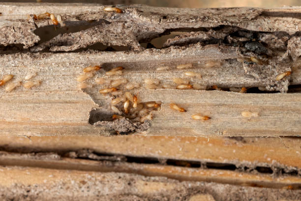 Flea Control Services in Long Beach, CA