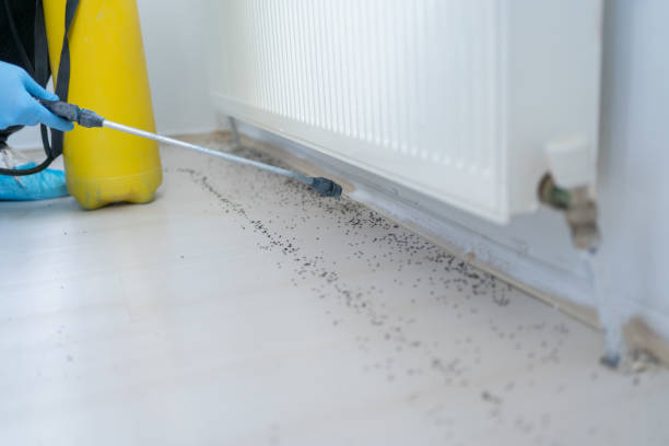 Best Pest Removal Services  in Long Beach, CA